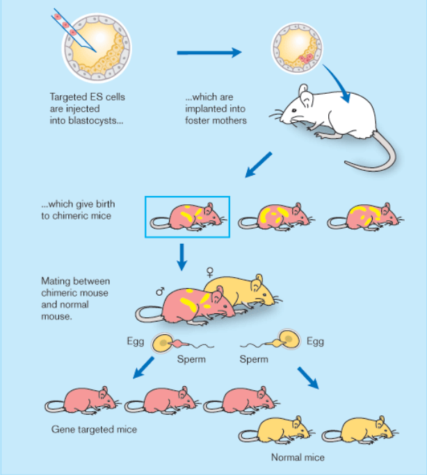 🧐MolecularCloud Article - A Journey with Five Nobel Medals: the Top Gene and Cell Therapy Discoveries Recognized over the Past Twenty Years molecularcloud.org/p/a-journey-wi…