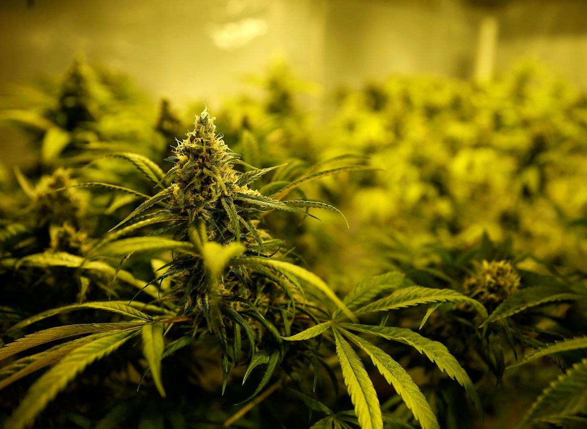 The vast majority of people everywhere want marijuana legal, for every purpose.

#cannabis #hemp #marijuana #weed