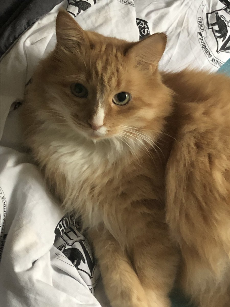 ScreamingSassy's tweet image. hey dad, can't you see i'm busy?