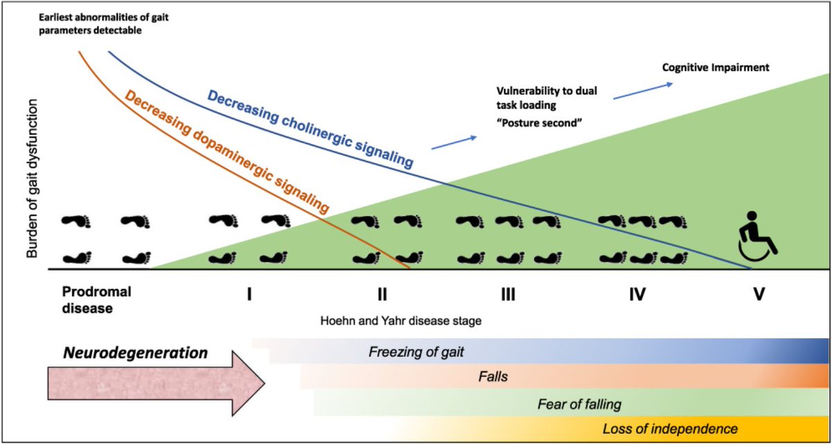 A useful new review from <a href="/dr_mdsmith/">Matthew Smith</a> <a href="/physiodani/">Dani Pendry-Brazier</a> &amp; <a href="/DrEmHenderson/">Emily Henderson</a> exploring the current perspectives on the assessment &amp; management of gait disorders in #Parkinsons; from cholinesterase inhibitors to spinal cord stimulation - it's all here!
dovepress.com/current-perspe…
