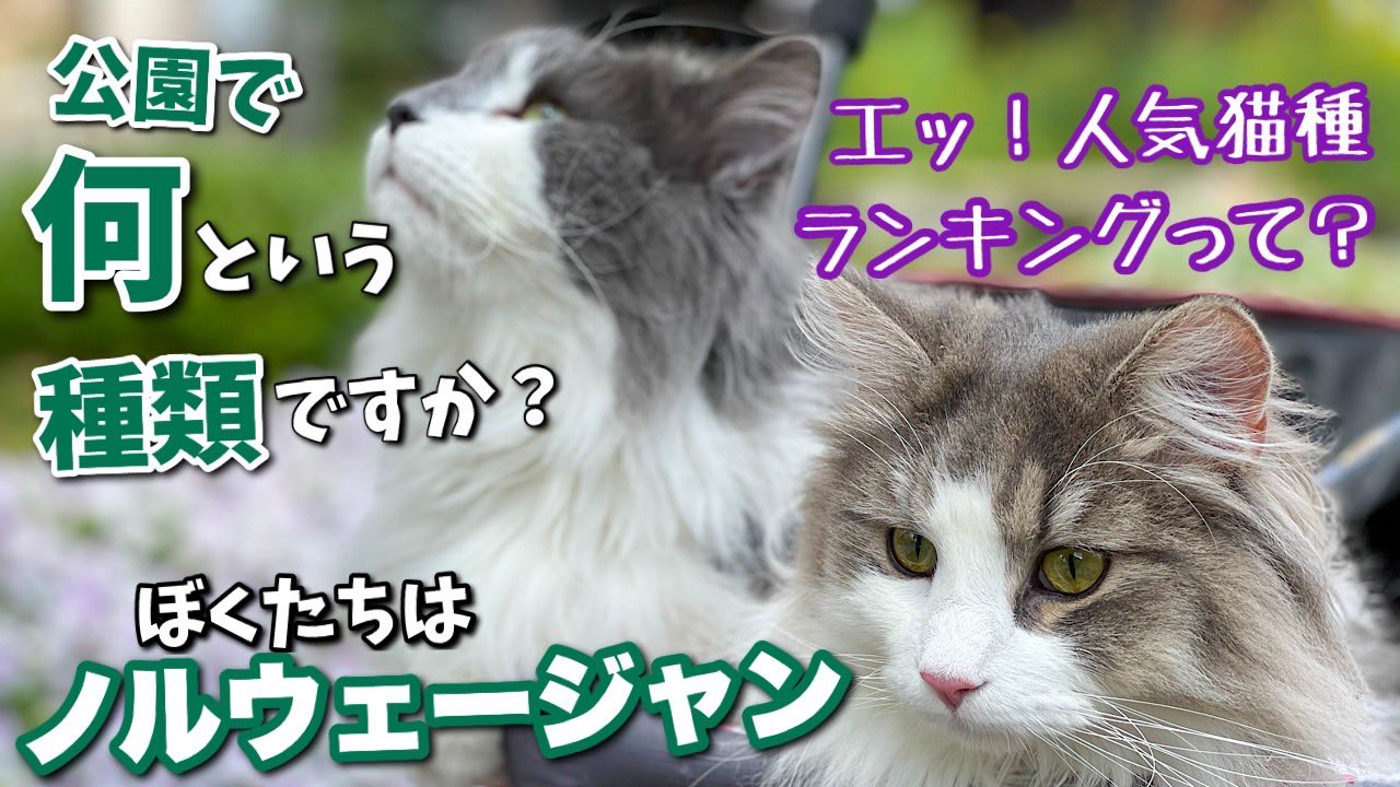 子猫のリチャード ノルウェージャンフォレスト人気猫種ランキング 上位なのに公園では何ていう種類ですかと30人に聞かれましたw T Co Tlmdz3n5i6 Youtube子猫のリチャードぜひ見てね 子猫のリチャード ノルウェージャンフォレスト人気猫種ランキング 上位なのに公園では何ていう種類ですかと30人に聞かれましたw T Co Tlmdz3n5i6 Youtube子猫のリチャードぜひ見てね