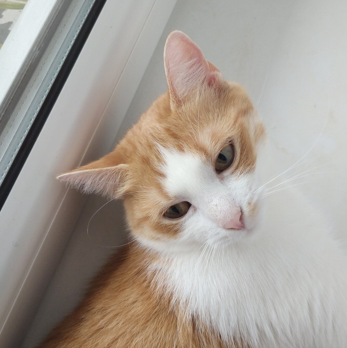 SoyGatoFederico's tweet photo. #mia #CatsOfTwitter #gatos #animales #pinknose #littleprincess #hellokitty #BuenosDiasATodos #FelizJueves #cute #kiss #tellme #iampretty #orangeone #lanena https://t.co/CMFJUJY6lj