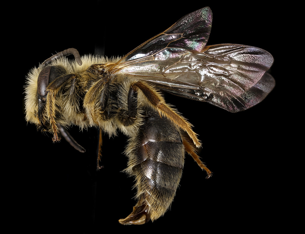 extreme-macro tweet media