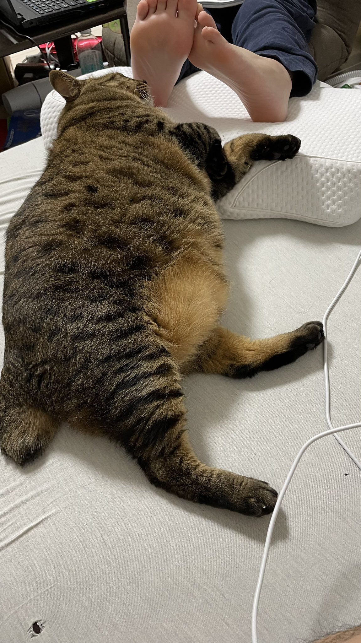 でぶ猫の飼い主 にゃんこの宿 でぶ猫専用の爪とぎ大きいサイズ発売中 このお腹がたまりませんな 愛すべきお腹 ああ もふもふするんじゃ でぶ猫 デブ猫 デブねこ デブネコ でぶねこ でぶねこ部 ぽっちゃり猫 ぽっちゃりねこ ねこ