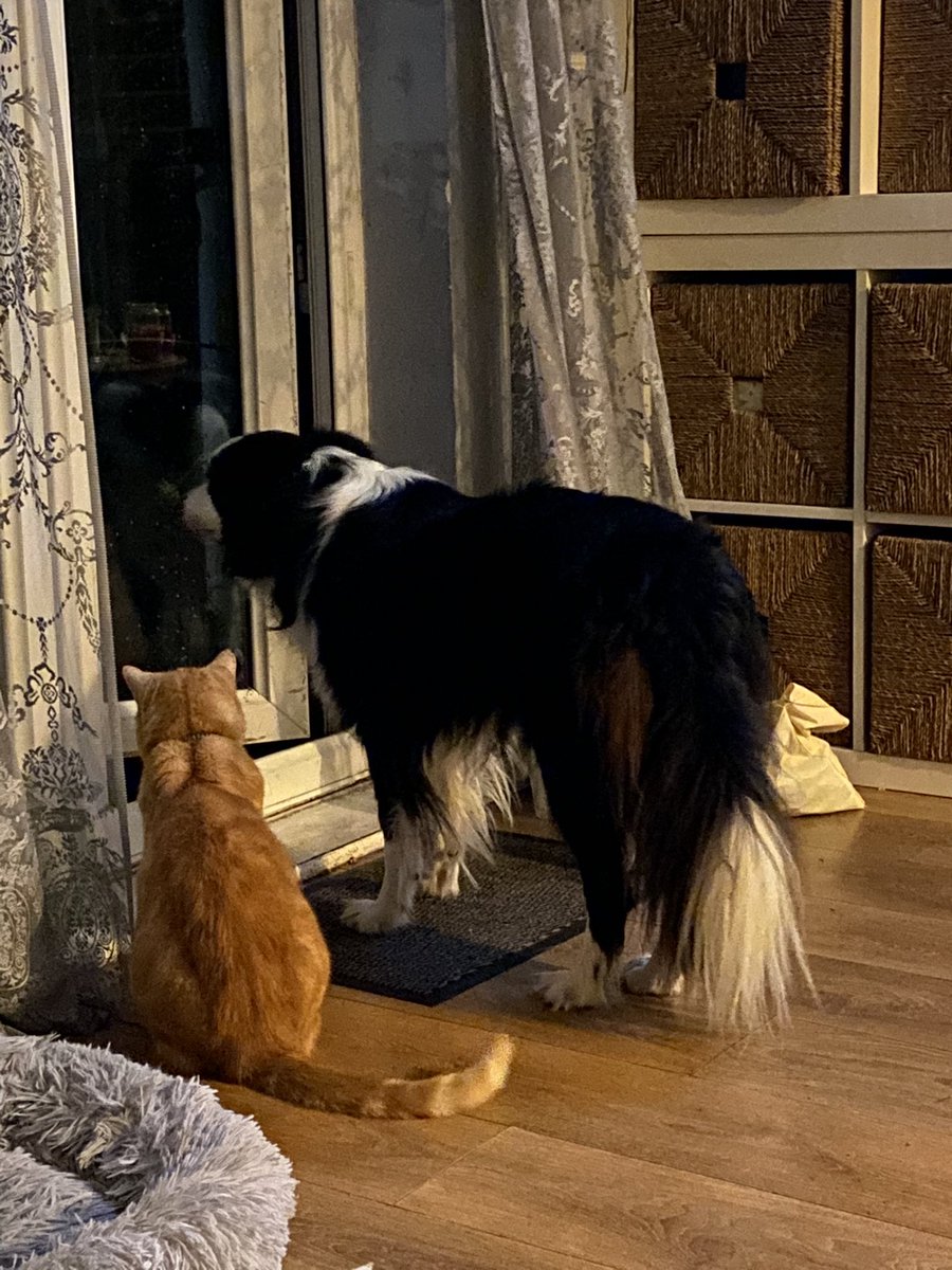 MagicalMerlinBC's tweet image. Currently Giz &amp;amp; me are on weather watch &amp;amp; I’m sad to report it’s still raining 🌧 Merlin 🧙‍♂️ 🐾 #Rain #Pals #WeatherUpdate #adventures #friends #thursdayvibes #dogsoftwitter #dogs #doglife #doglovers #RescueDog