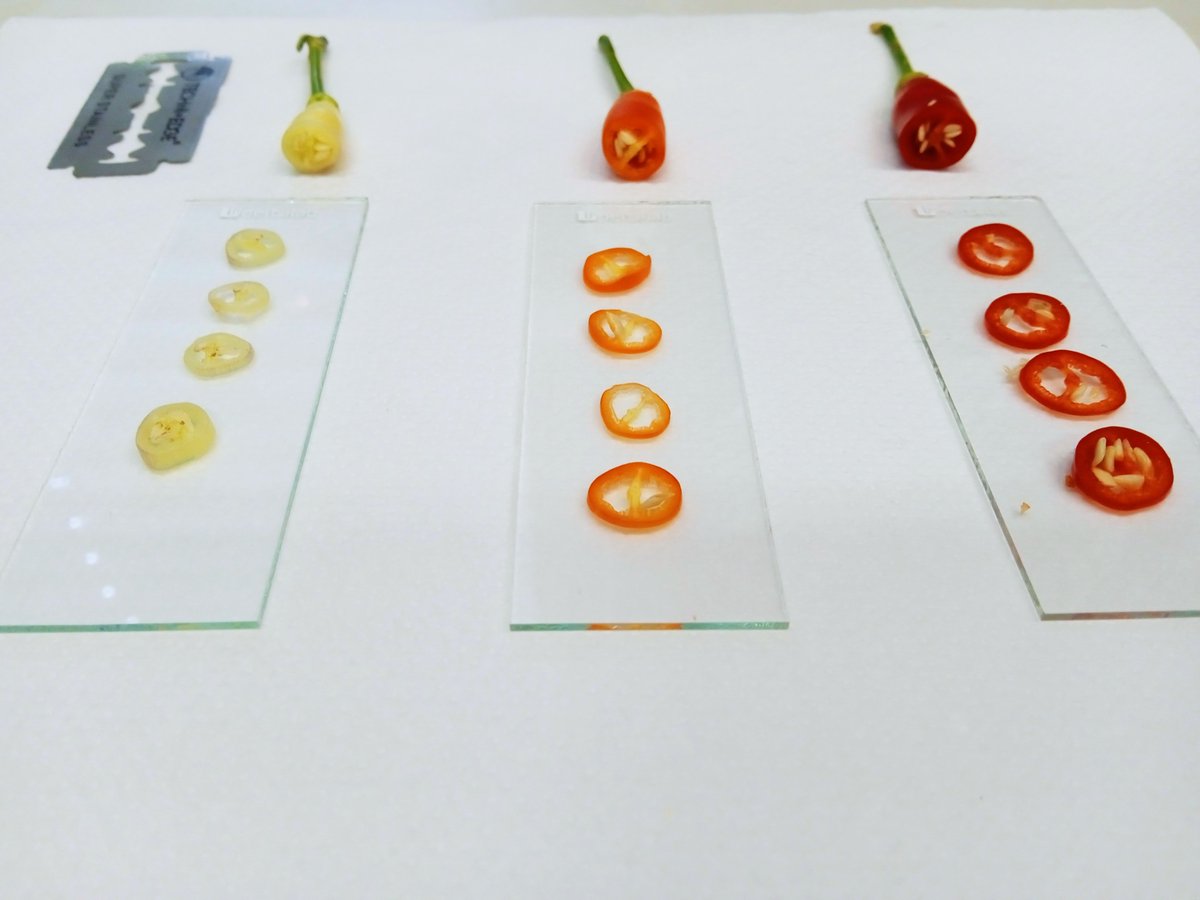 Becoming red hot chili pepper (scientific interest: determining localisation of capsicin in developing fruits). #redhotchilipeppers #plantionome2 #JXDuncan