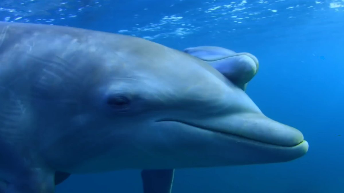 SonidoMania.com tweet media