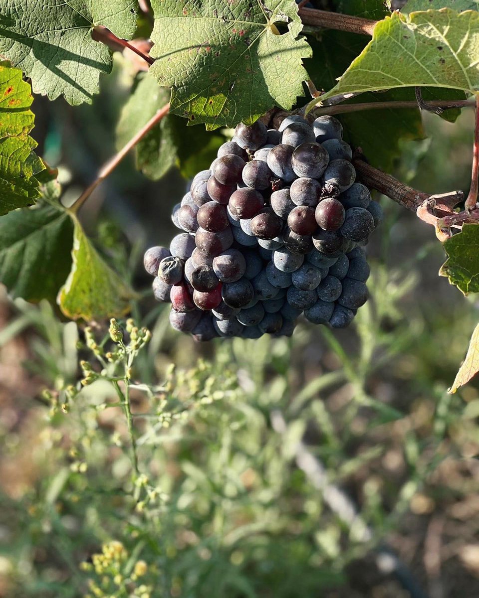 Avui és l’últim dia de verema i és el torn del Monastrell.

Bona collita! ✨

#Monastrell #Verema #Verema2021 #Vendimia #Vendimia2021 #Harvest #Harvest2021 #ViCatalà #Biodinàmic #VinsEcològics #OrganicWine #CellerVerd #VinsdeTaller