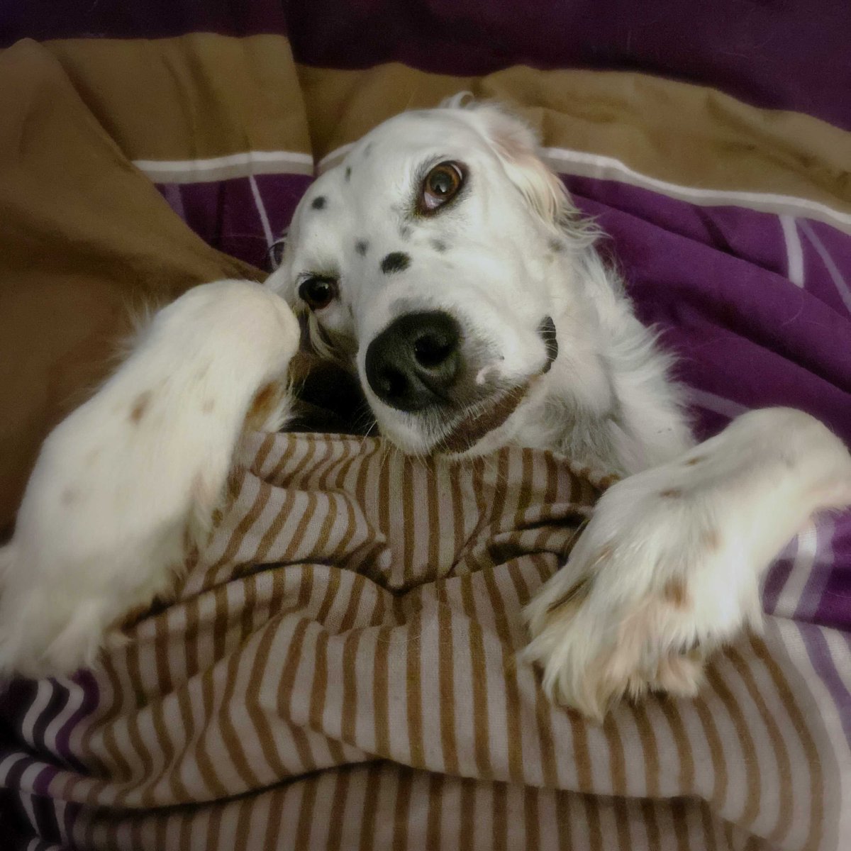 Carole Olinger🤘🇪🇺 tweet media