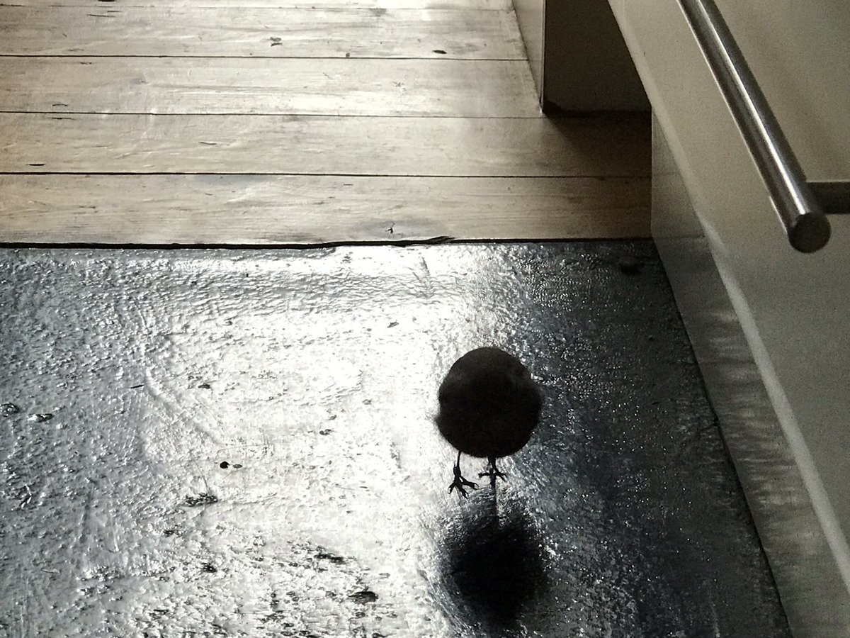 BerniExcell's tweet photo. Unexpected visitors always a joy. Today greeted by a robin in the kitchen. He just kept coming back. Relieved no cat in the house just a sleepy, inattentive greyhound. #blessingofcreation https://t.co/We86l4JwTX