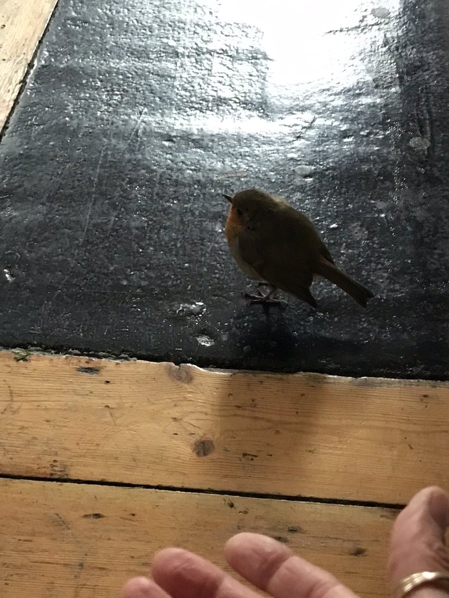 BerniExcell's tweet photo. Unexpected visitors always a joy. Today greeted by a robin in the kitchen. He just kept coming back. Relieved no cat in the house just a sleepy, inattentive greyhound. #blessingofcreation https://t.co/We86l4JwTX