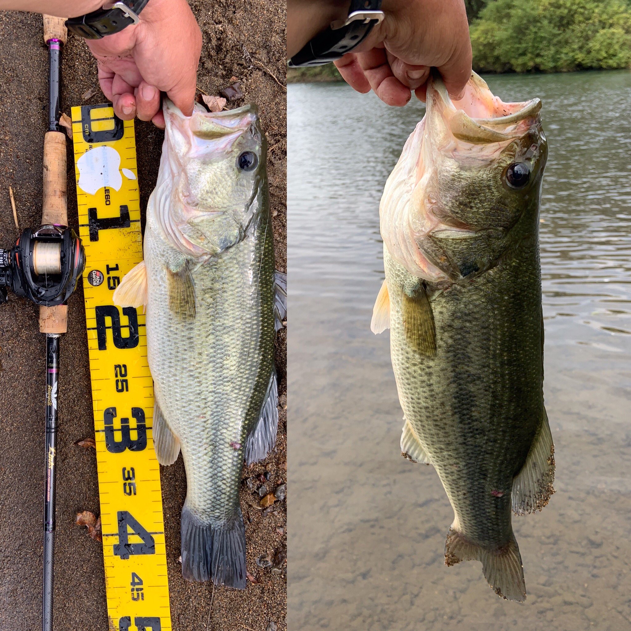 Flippinbasser 本日は秋のラージ祭り 3匹共中々のサイズ ボイル打ちで2匹 川バス バス釣り ラージマウスバス シュリンピード 60イモ 4inヤマセンコー T Co Yyyplgyans Twitter