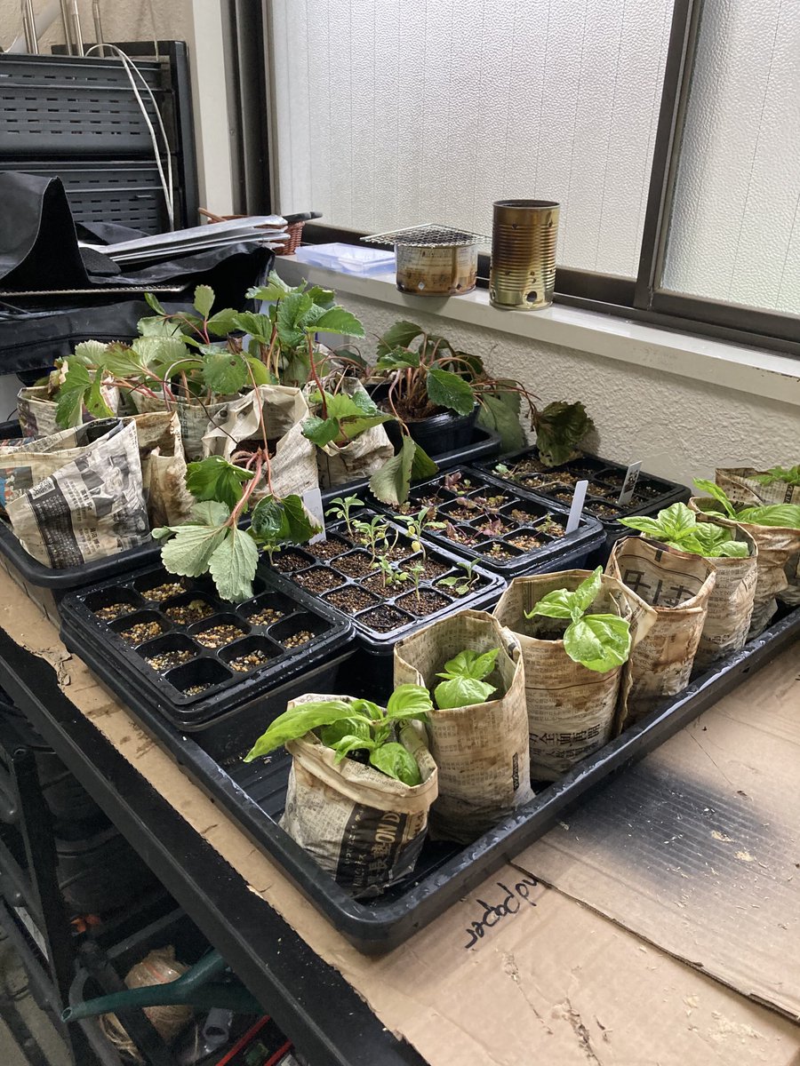 MSTmiddleschool's tweet photo. #MSTEucalyptus #adolescents batten down the hatches in preparation for tomorrow’s expected #typhoon. Safely storing furniture and bringing seedlings indoors are all part of keeping the #MSTcommunity and our neighbours safe. #WeAreMST #MSTResponsibilty #montessori https://t.co/HzeXfacI35