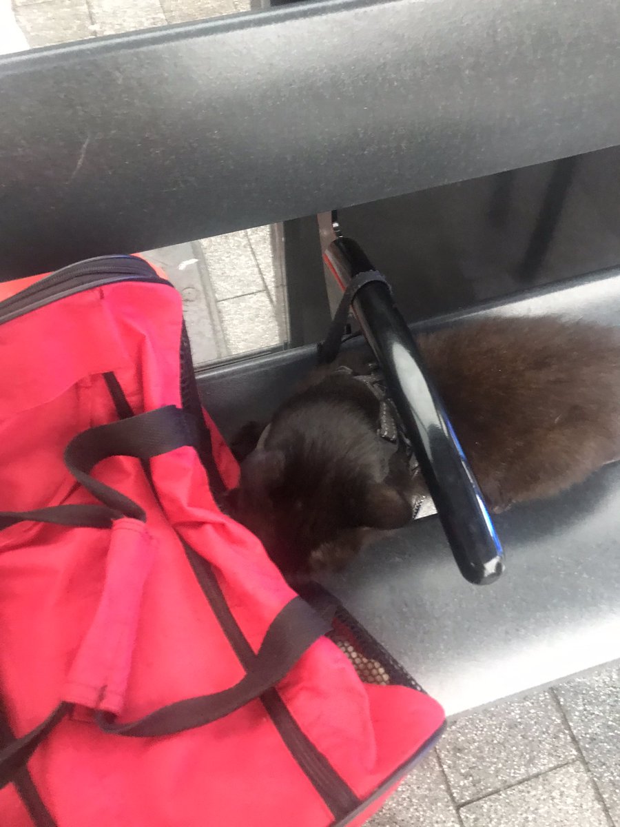 HawkMalMust's tweet photo. @CatsProtection had a nice lady who fuss of mustang whilst on my shoulder this morning https://t.co/4mgm94wNrK