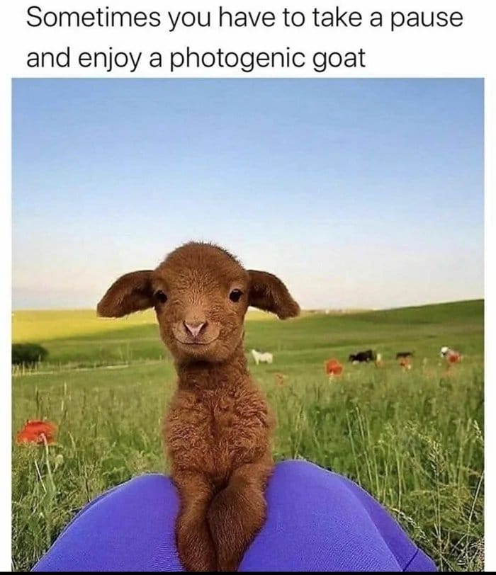 WholesomeMeme's tweet image. 