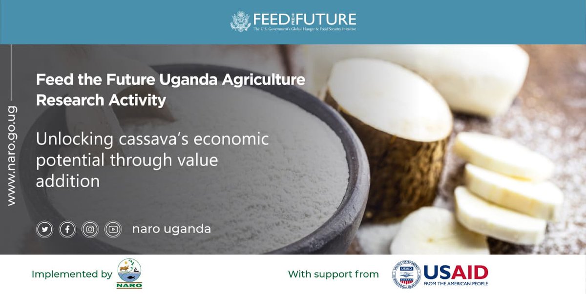 The cassava whitefly mainly spreads the two diseases. Once they attack the field, it can cause 100% yield loss. However, resistant varieties developed under this technology cannot be given to farmers until biotechnology crops are in place.