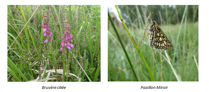 les2vaches's tweet photo. Gros succès de la campagne de financement participatif du Conservatoire d'espaces naturels de Normandie, pour sauver la lande humide de Montchauvet (14). La lande sera restaurée et la biodiversité qu’elle abrite préservée ! #SDDE #SDDE2021 @cen_normandie https://t.co/TmPA96zpK8