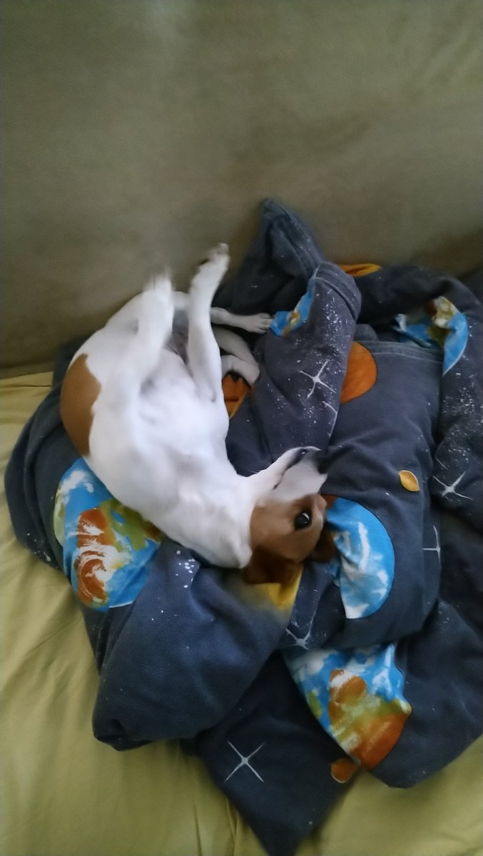 Tag 3: Mir wurde mein Bett geklaut. Immerhin hat sie ein schlechtes Gewissen. Aber davon gehen die Haare auch nicht aus meiner Decke 😒