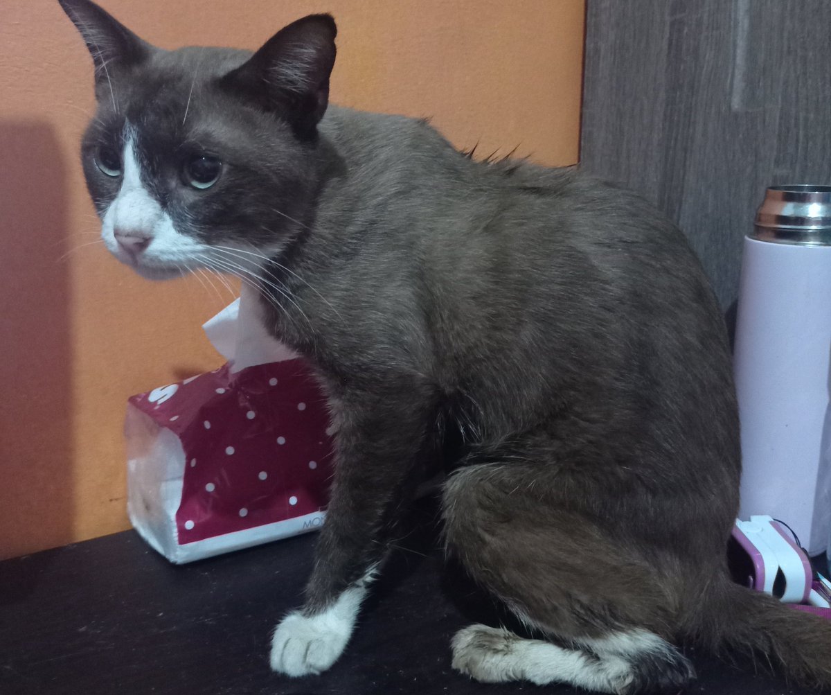 tita charine tweet media