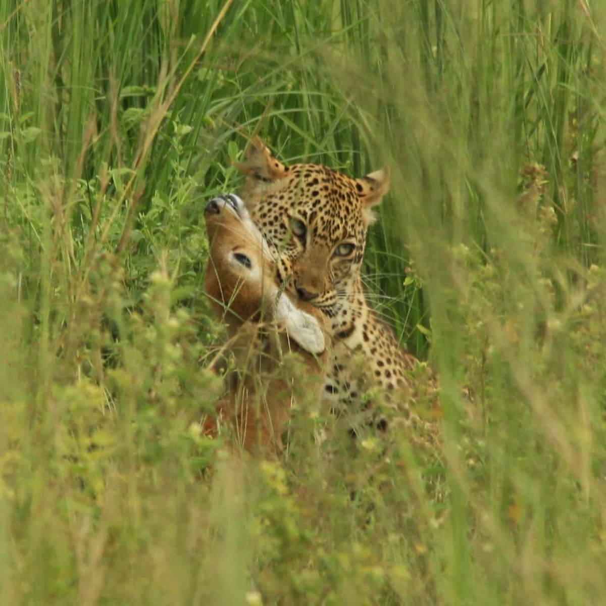 RedChilliUganda's tweet photo. There have been some amazing leopard sightings in Murchison Falls National Park recently. This time we were lucky enough to see a kill too. Wow what an experience! #MurchisonFalls #RedChilliHideaway #uganda🇺🇬 #ugandawildlifeauthority #Safari #SupportOurParks #GetOutThere https://t.co/Pm5beO7TrM