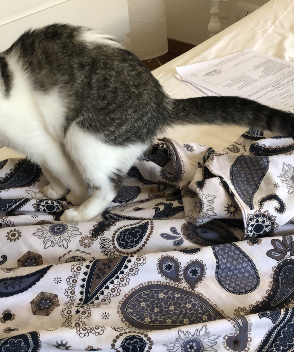 Gretaasala's tweet photo. Diapositiva di questa giornata di merda: il gatto mi ha cagato sul letto.
Una preghiera per me grazie https://t.co/e8mpomQoux