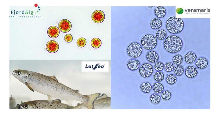 NONFr3's tweet photo. 📢📢The first NON-Fôr feeding experiment with Atlantic salmon at #LetSea AS has commenced! Excited to address #sustainability using the third-generation feed ingredients; algal oil @Veramaris and algal astaxanthin #FjordAlg AS during smoltification and postsmolt production 🐟🐟 https://t.co/AYFQKWqZAL