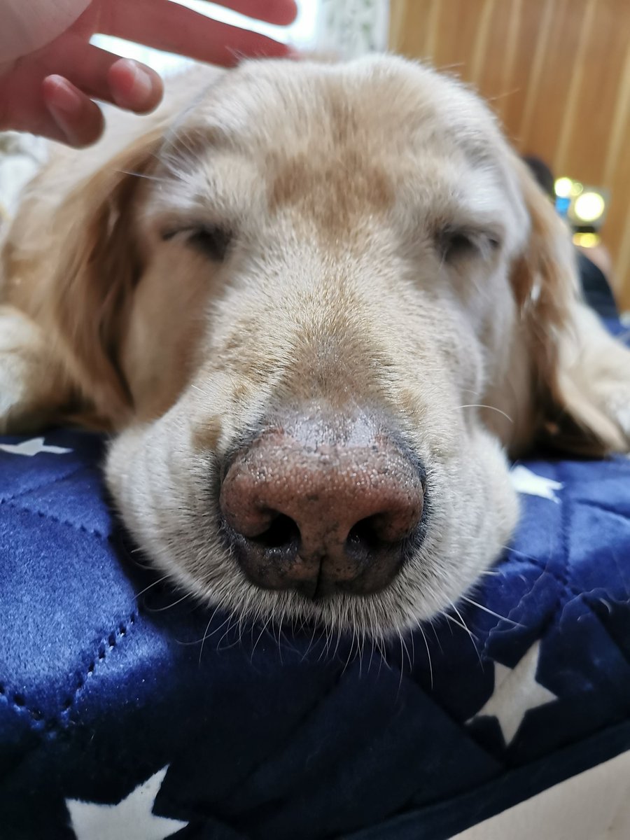 Na 犬垢 犬が可愛さの本領発揮するのは 白髪が生えてからなのをみんなに知ってほしい 子犬の大変さの先に待ってるのはこんなに 可愛い犬なのです 幼ければ幼いほど可愛い 小さければ小さいほど可愛いなんて間違ってるよ