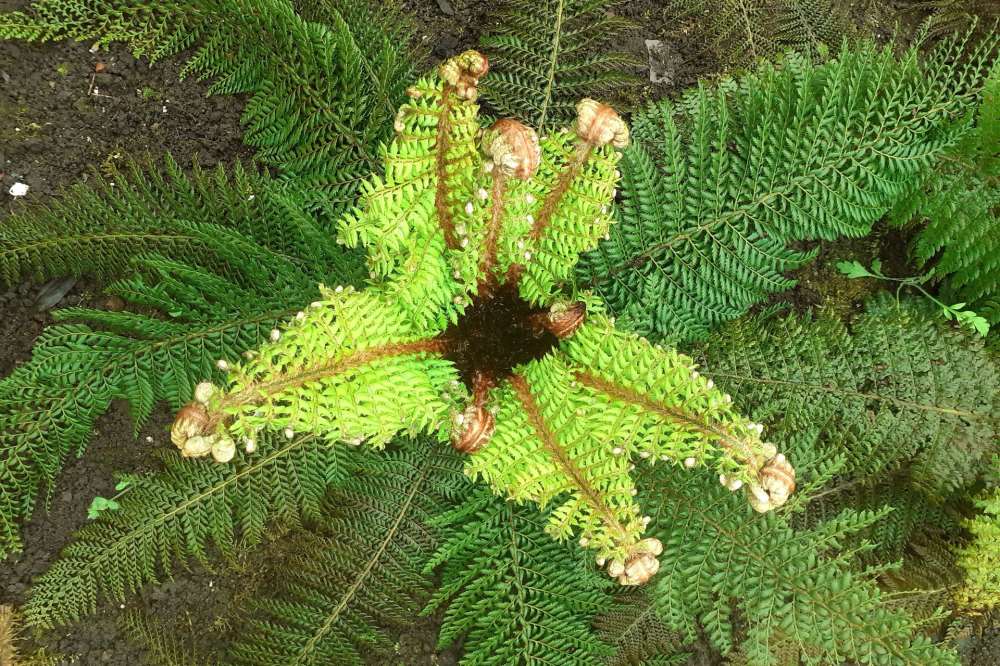 Plantheritage's tweet photo. Julian Reed has an encyclopaedic knowledge of #Ferns and has amassed a new #NationalPlantCollection of over 200 different #Polystichum - the shield ferns - at his home &amp; allotment in #Kent

More info: https://t.co/2xR9Wz4yhD 

Pic: Polystichum × bicknelii (unusual form) © J Reed https://t.co/DFuI1lMbpK