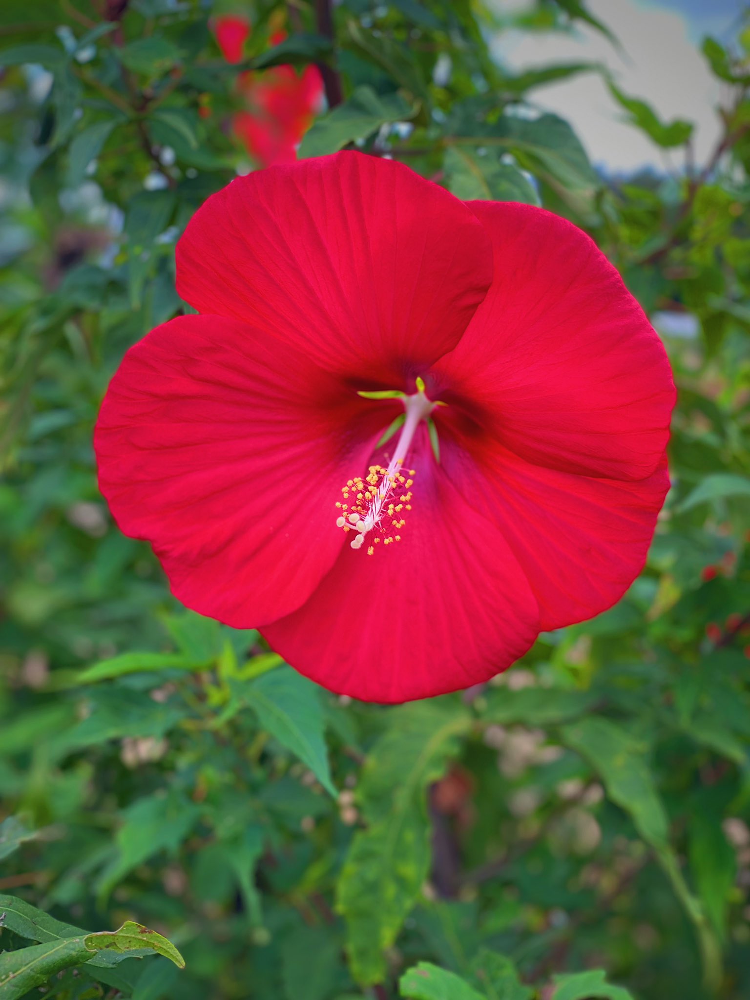 あつしです ハイビスカス 赤の花言葉は 勇敢 ピンクの花言葉は 華やか 東京ドイツ村 Past Photos 9 25 ハイビスカス 花言葉 東京ドイツ村 写真好きな人と繋がりたい Iphoneで撮影 T Co Jvmrioelhp Twitter