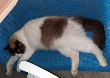 🔴 VERMIST: KAT TARIK (chip)
ex-kater, chocolate point
#BEESD #GE A. Kraalweg
#DHver 26/7/21 facebook.com/DeHerenigingGe…