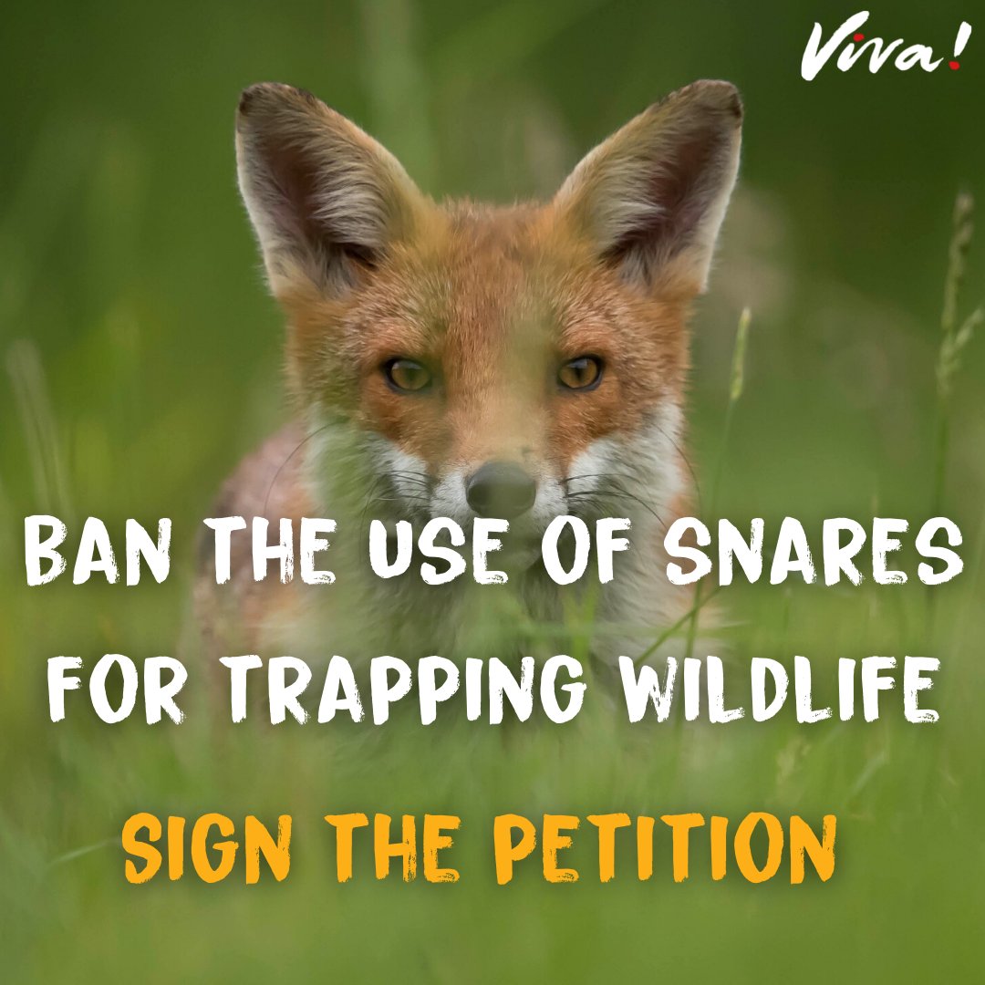 Viva! on Twitter "Can you help? Please sign the petition to make the