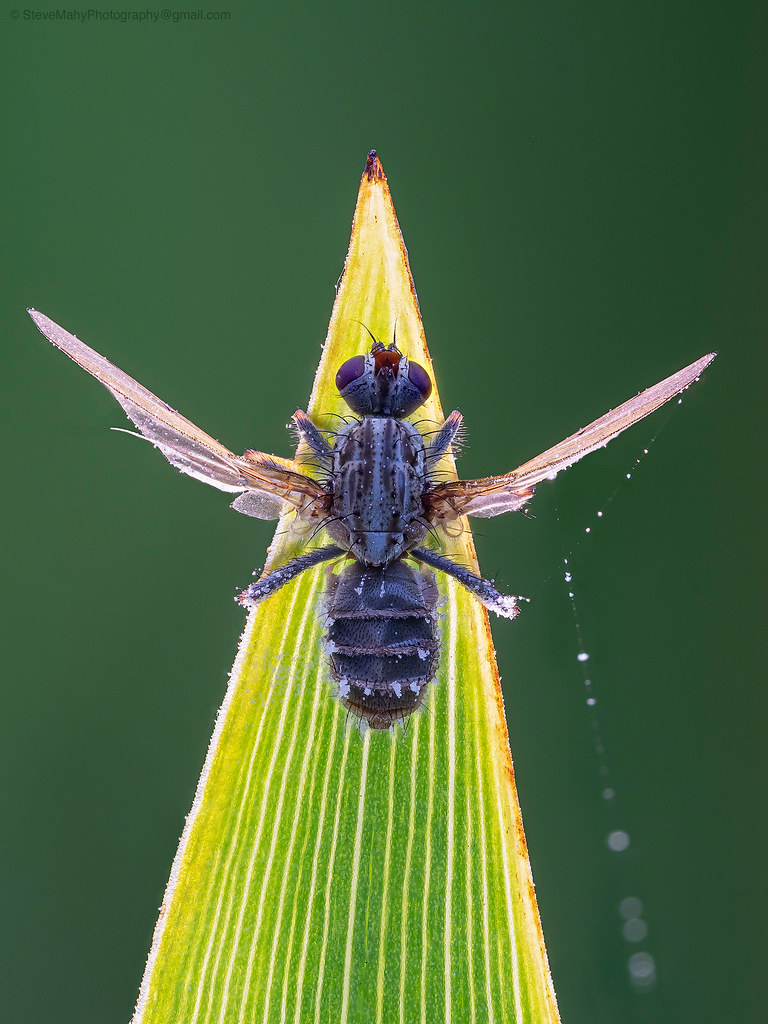 extreme-macro tweet media