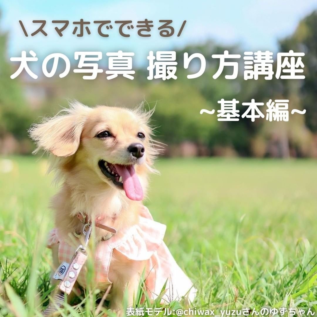 Moffme Dog こんばんは 可愛いわんちゃんをキレイに撮りたい けれどなかなかスタイルが決まらなかったり ブレてしまったりしますよね そこで今回は スマホでも上手に撮るコツをご紹介します ぜひ実践してみてくださいね 犬の写真 パート１