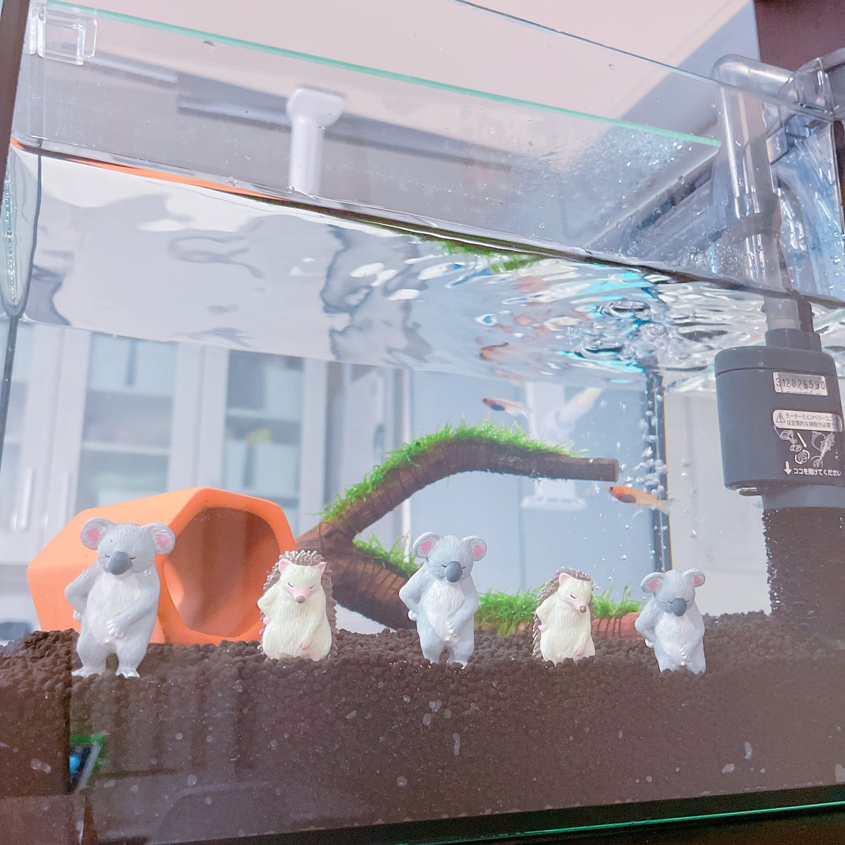 chan07984136's tweet photo. 生き物を飼う難しさをヒシヒシと感じている(  ･᷄ὢ･᷅  )ソテーちゃん、ベネブちゃん🐟🦐ごめんちゃい｡ﾟ( ﾟஇωஇﾟ)ﾟ｡ https://t.co/6G03QufuaB