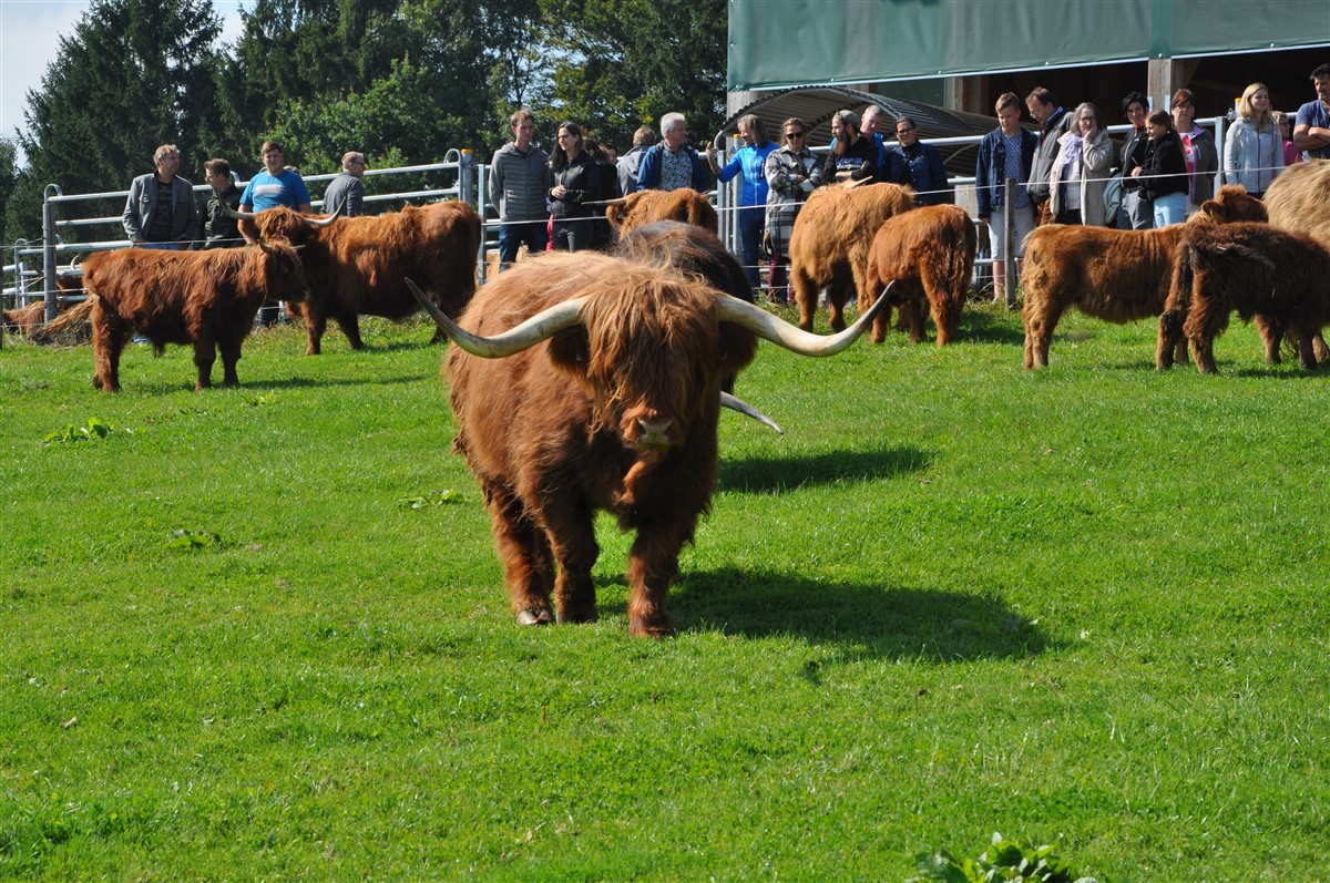 beefcattle_at's tweet photo. Kürzlich fand das Treffen der Salzburger Hochlandrinderzuchtbetriebe statt. Die Robustrinder eignen sich für extensive Rindfleischproduktion, das Fleisch wird meist direkt vermarktet und schmeckt vorzüglich. 
#fleischrinder #hochlandrind #grasstobeef

https://t.co/vGhVJlcscq https://t.co/HtZmkDYsdv