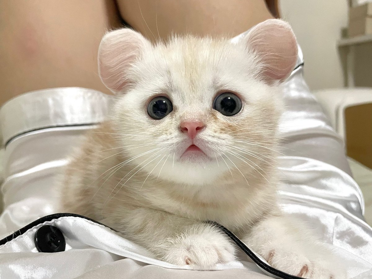 จับหนูได้หนึ่งตัว