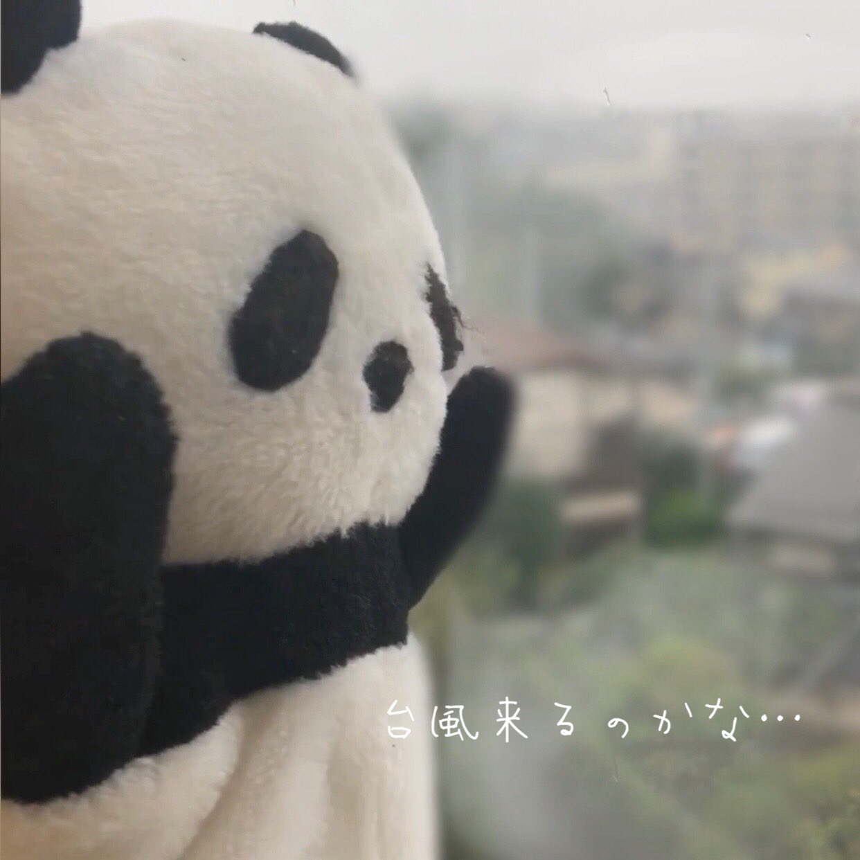 シタマチパンダ Crosspanda08 Twitter