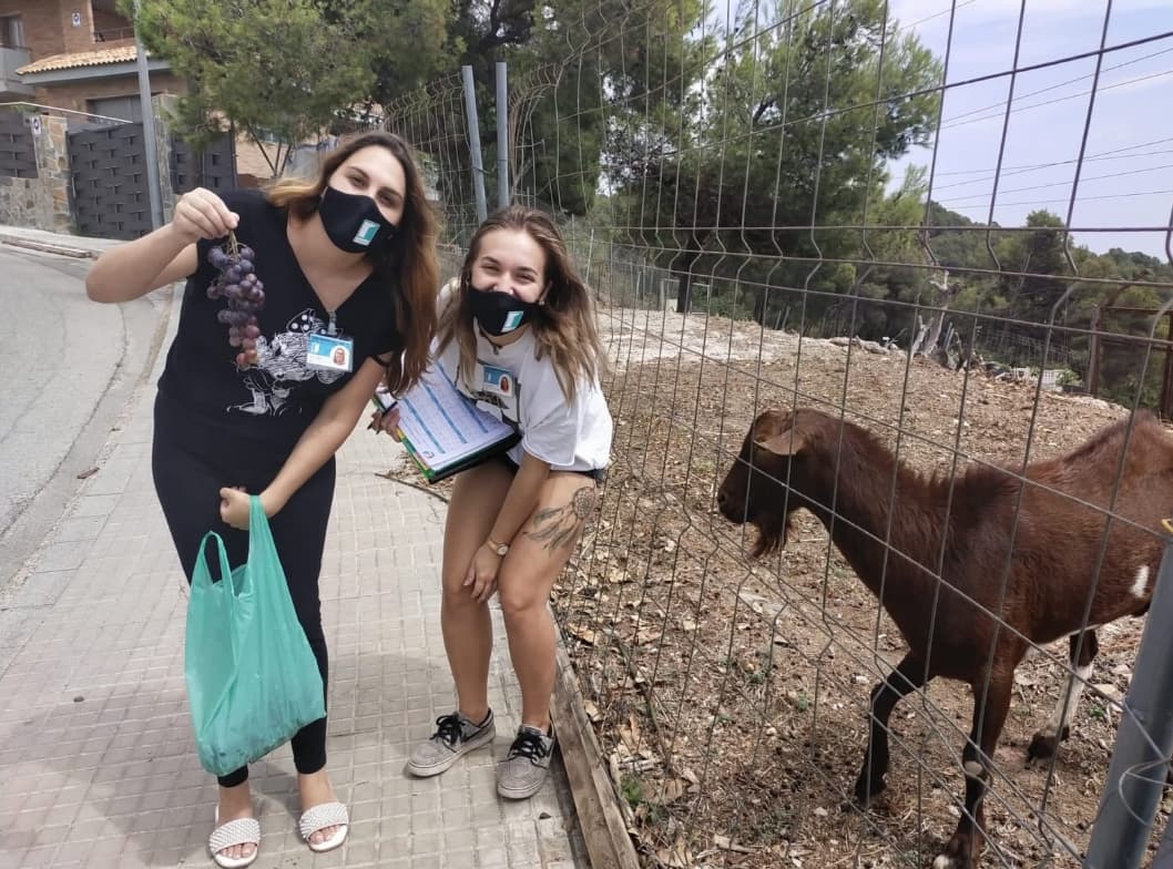 Fins ara hem arribat a 13 barris de Catalunya. Un d'ells, a #Gavà, és Ca N'Espinós. 
👉 Aquí teniu a la Melodi i la Nerisa, que fan el porta a porta a prop de 150 habitatges del barri. 
🏘🐂I, si cal, també fan un parèntesi donant raïm a les cabretes que s'hi troben...😉😊