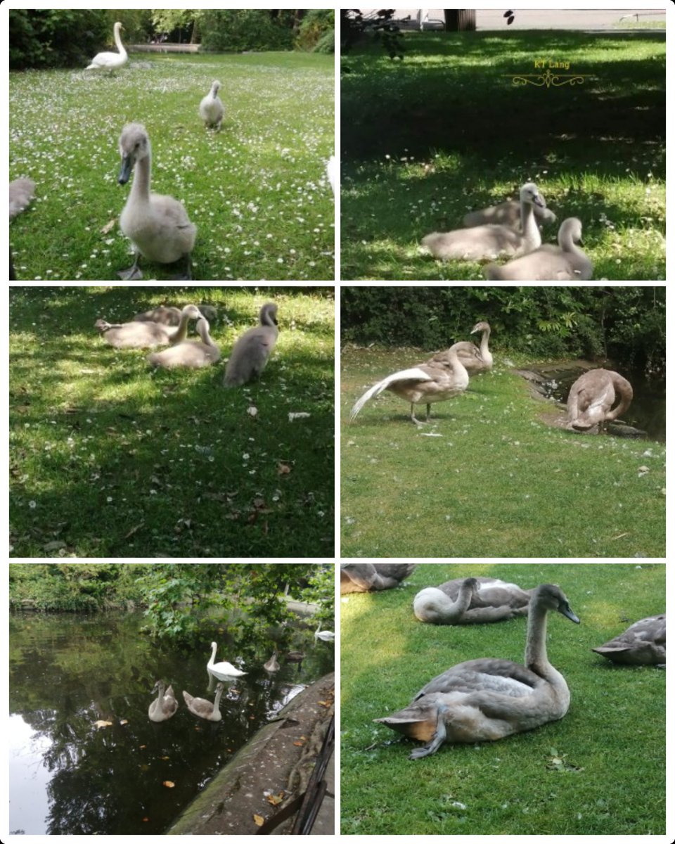 KatieLa85929786's tweet photo. I have been following these cygnets for over a year. They are so beautiful. Its been amazing to watch them grow up. They haven't turned fully white yet but almost and they have been learning to fly. #cynets #growingup #fromthestart #transforming #photography #Dublin https://t.co/bTIl99YrDY