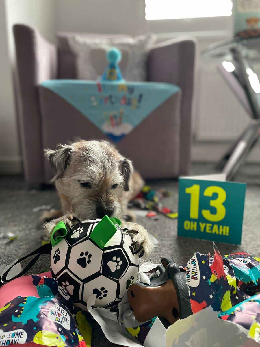 no1border's tweet image. Well pals I do be the big 13 today🥳🎉 and there is rumours that later on I do be have a sausage sizzle hotdog 🌭