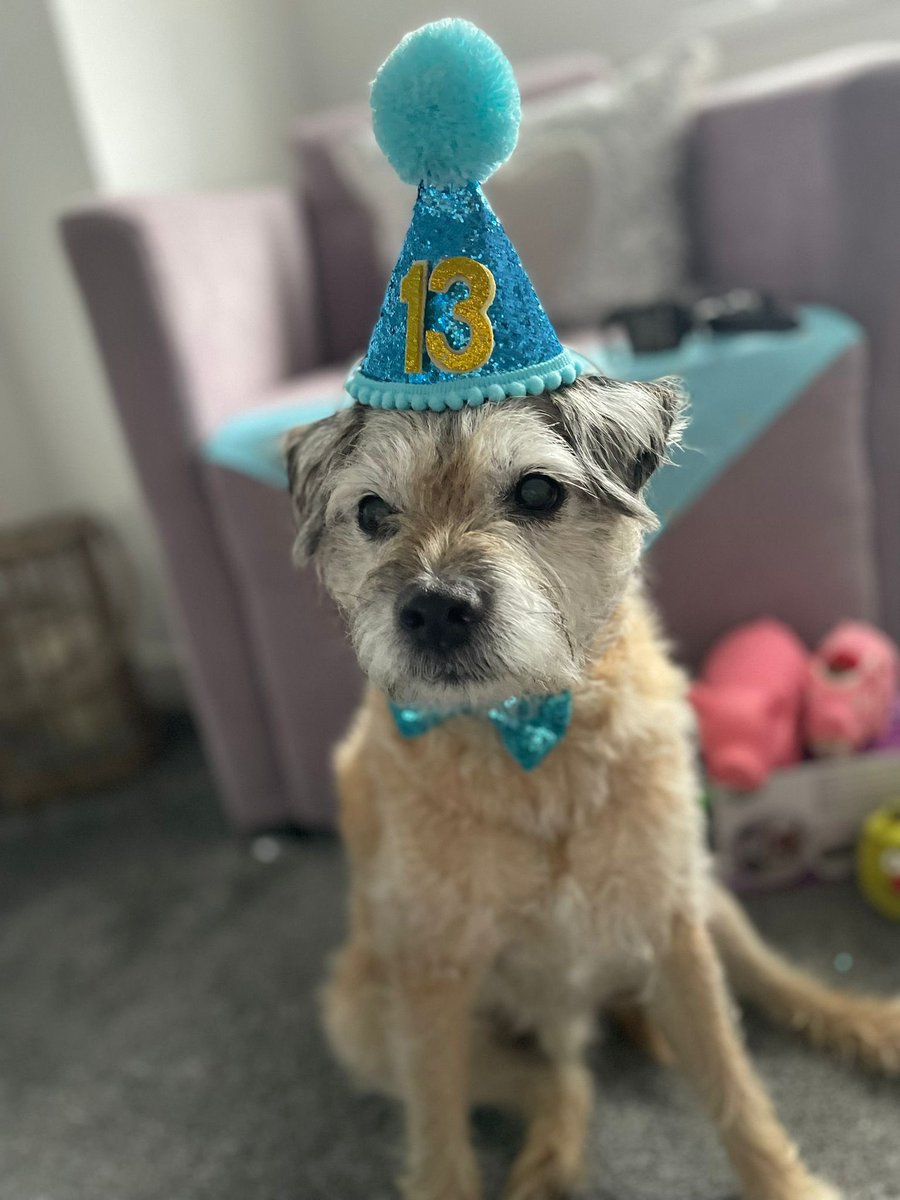 no1border's tweet image. Well pals I do be the big 13 today🥳🎉 and there is rumours that later on I do be have a sausage sizzle hotdog 🌭