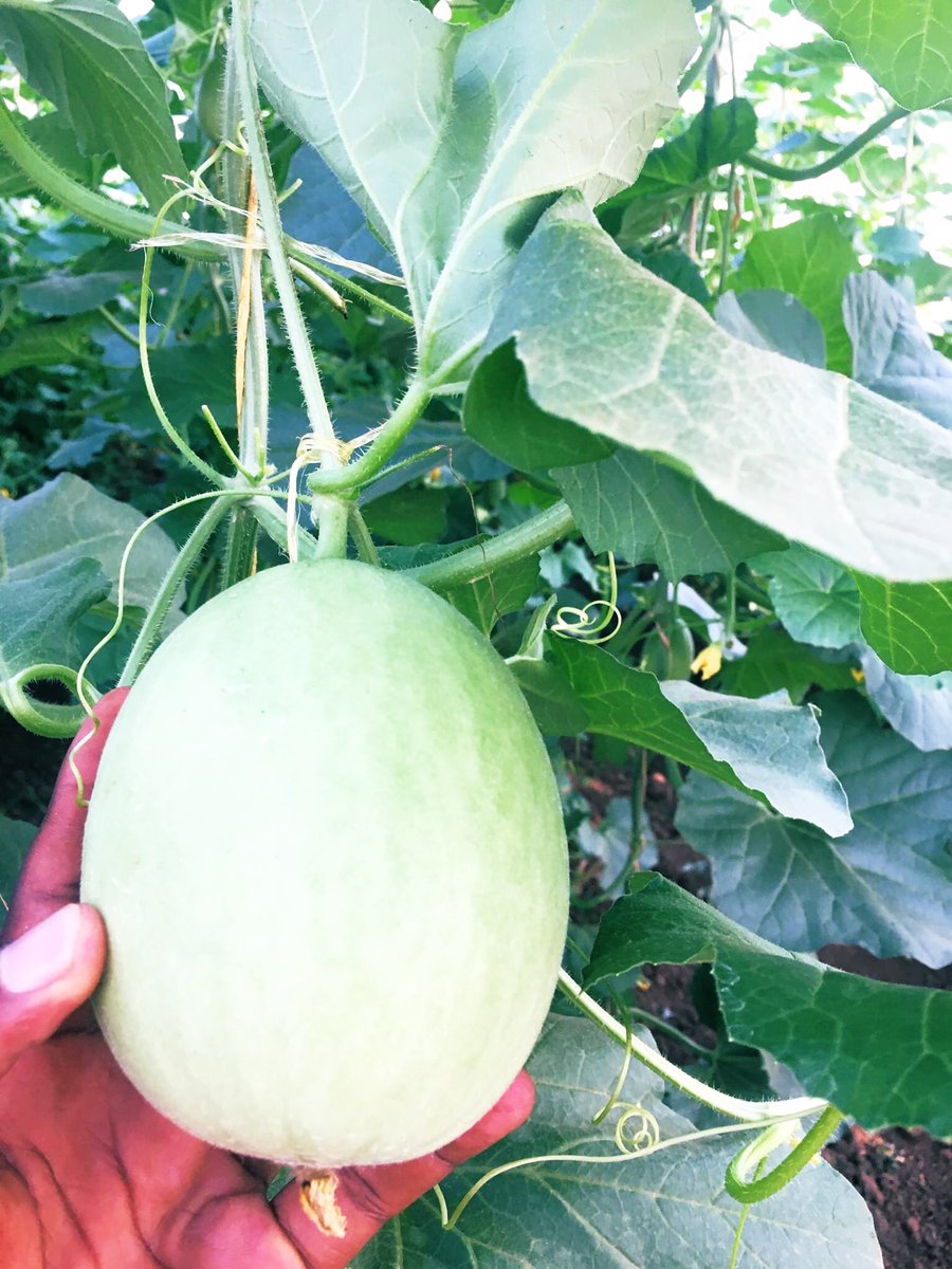 #ViveHorticulture 
#DevelopingTheNextStepInAfricanHorticulture!
Currently Holland Green tech is introducing Sweet Melon🍈in Rwanda🇷🇼and the results show a good performance of this crop in Greenhouses which is a great opportunity for indoor farmers to have a new crop in rotation.
