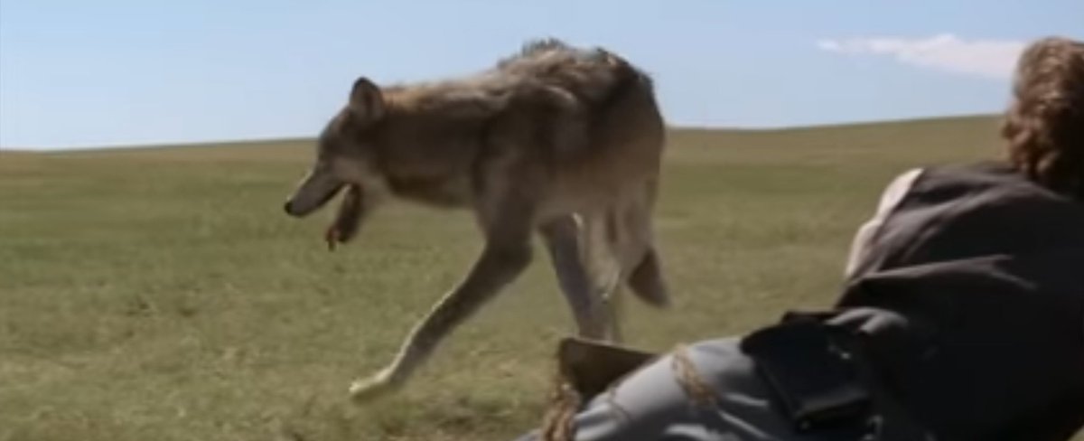 JelenaMKandic's tweet image. Scena sa #DveČarape #2socks i #KevinCostner kao #JohnDunbar u čuvenom filmu #PlesSaVukovima #DanceWithTheWolves.🐾🐺🐾

Svaki narod ima svoju bajku ili legendu o posebnim ljudima koji komuniciraju na poseban način sa zverinjem i prirodom slično Rastku.🌹

youtu.be/ahW9jOS0-pY