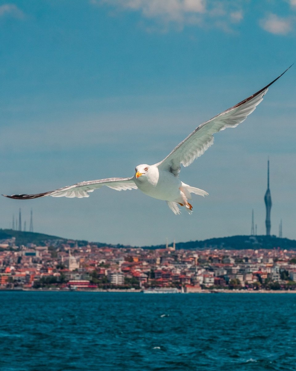 oneistanbul's tweet photo. The secret of freedom is courage 💙
⁠
📷 IG: luka_belka⁠ 🙏⁠
⠀⁠
#seagull #birdsofistanbul #istanbul #OneIstanbul https://t.co/iGV0l3jaff