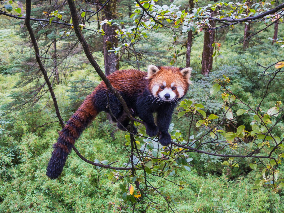 Red Panda says Good morning from #China . Love you all.   by 易伟

#NaturePhotography #nature
