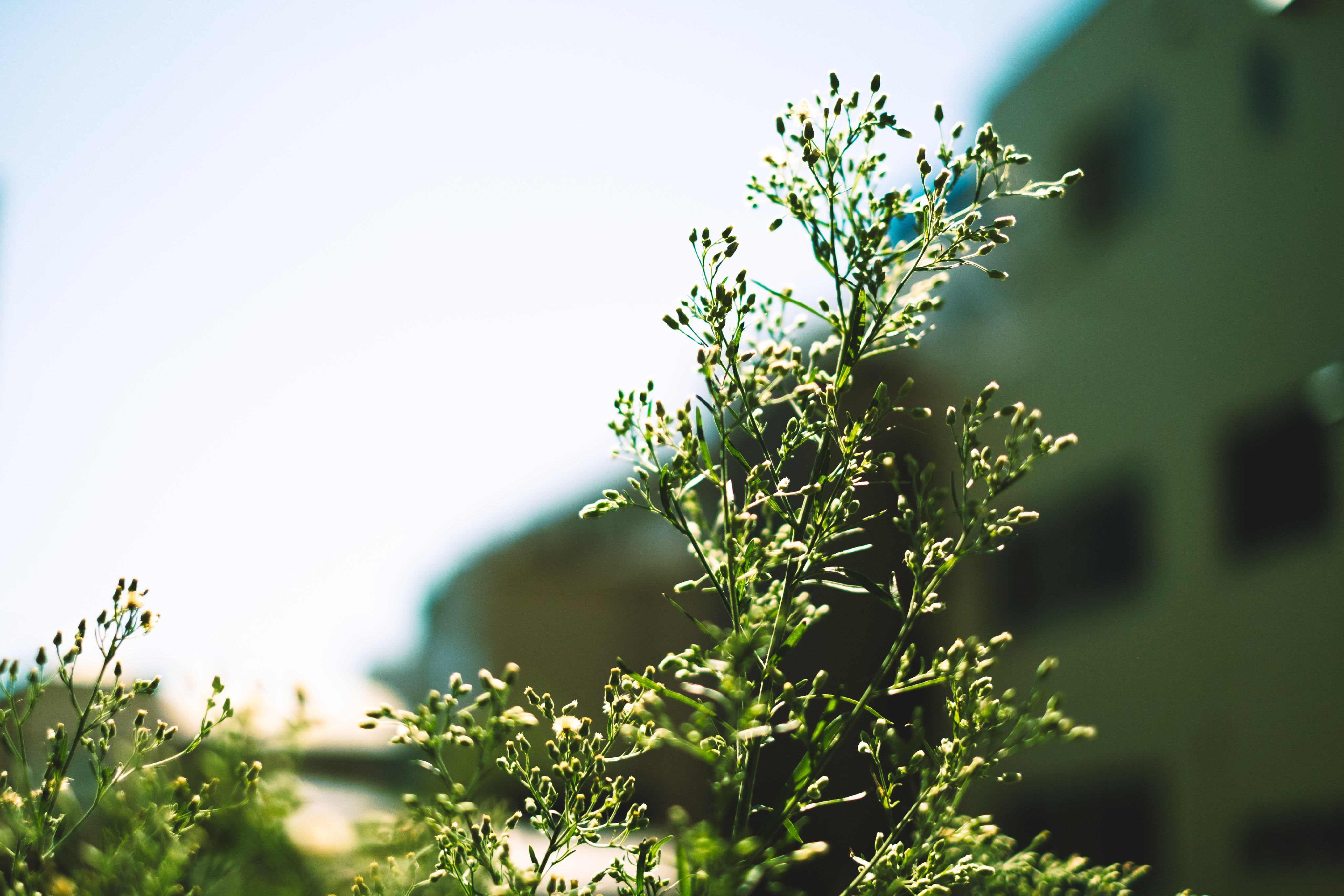 Sunaokaaa 背の高い草 Fujifilm Xseries Fujifilmxt3 Photograghy T Co 2ica3oaspf Twitter