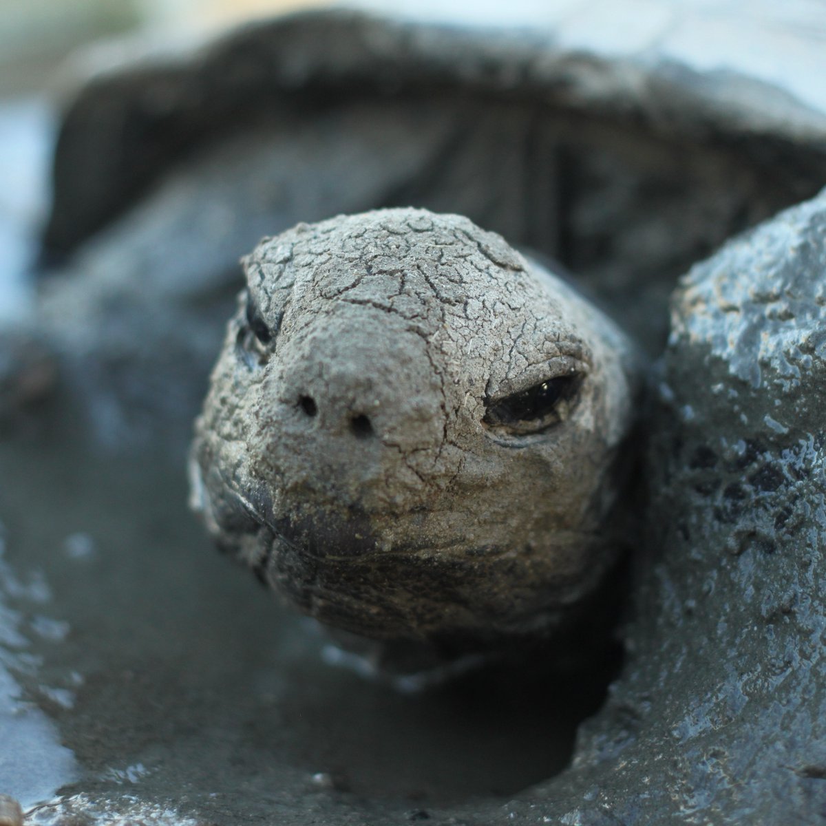 iotaseychelles's tweet photo. Aldabra giant tortoises love a good mud bath #spaday
#tortoisetips
Follow @iotaseychelles
#aldabratortoise
#conservation
#reptile #reptilelover https://t.co/B6BQOh8R9J