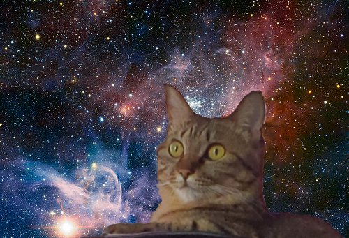 猫と宇宙のtwitterイラスト検索結果 猫と宇宙のtwitterイラスト検索結果