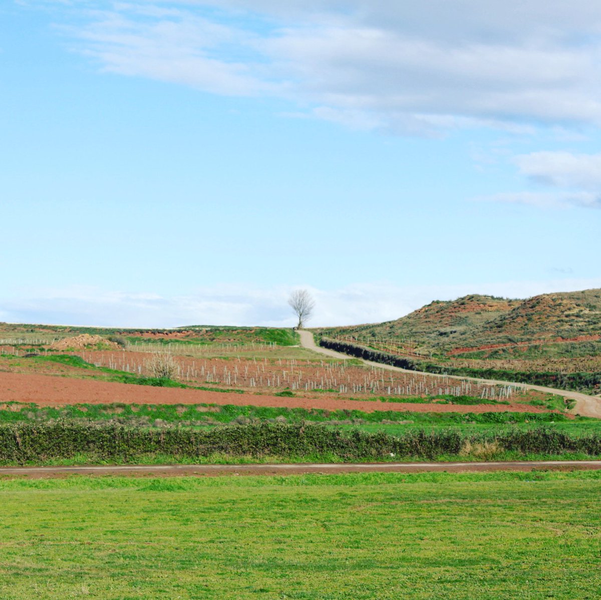 lib_peregrinos's tweet photo. Buen camino todos.
Camino Francés

📍Nájera, La Rioja, Spain

📷ナヘラの巡礼路に立つ一本の木

Memory of my #CaminodeSantiago
#caminofrancés #caminofrances #viapodiensis #jacobsweg #bonchemin #buencamino #ultreia #alonetree instagram https://t.co/6AoTMM9HCK