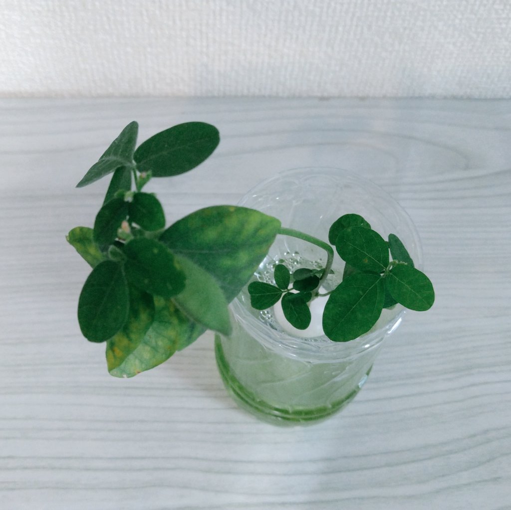 らる 水耕栽培中 Ralunonichijyou Twitter